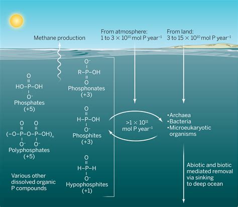 The missing link in oceanic phosphorus cycling? | Science