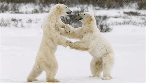 What is the weather, climate and geography like in Nunavut