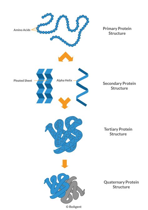 Proteins Structure And Classification With Diagram