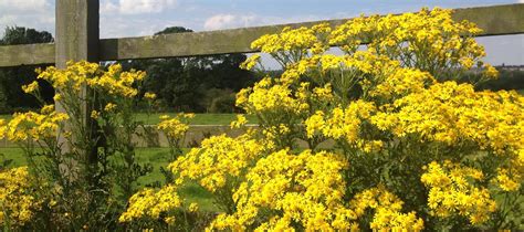 Ragwort Problems? How to Control & Kill This Poisonous Plant