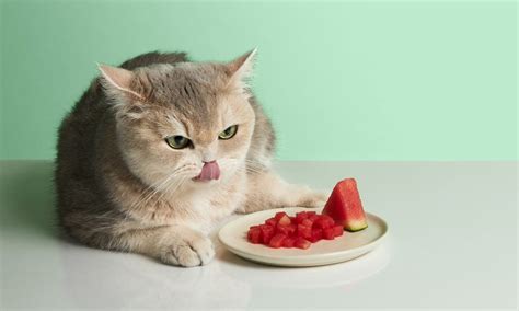 Can Cats Eat Watermelon? Everything You Need to Know | BeChewy