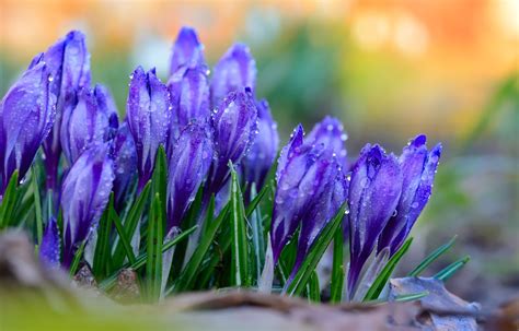 Crocus flowers – Field of blooming crocus flowers after a rainy day. Peach Blossoms, Cherry ...