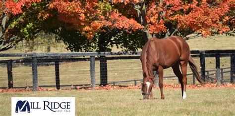 Mill Ridge Farm: Champion Racehorses, Scenic Landscapes, Deep Tradition ...