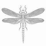 Free Printable Dragonfly Coloring Pages  Coloring Mimi Panda sketch template