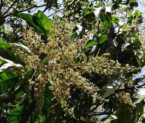 Mango Flower and Fruit Drop, Causes, Control Methods | Agri Farming