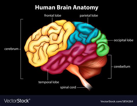 Human brain Royalty Free Vector Image - VectorStock