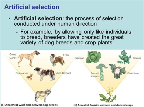 How is artificial selection different from natural selection? | Socratic