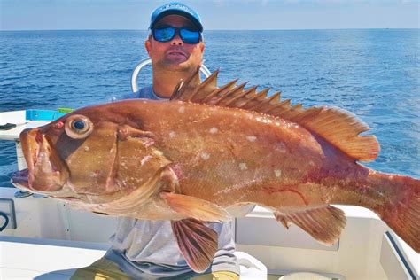 Types of Grouper in Florida: A Short Guide (Updated 2023)