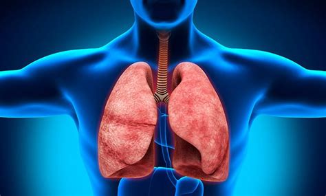 Pleural Mesothelioma: Stages, Symptoms, Causes And Treatment