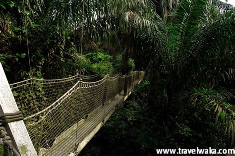 Lekki Conservation Centre - Journey To The Longest Canopy Walk In Africa - Travel - Nigeria