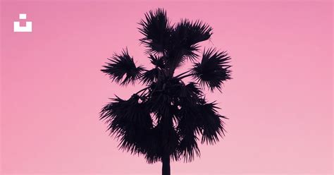 Silhouette of palm tree photo – Free Pink Image on Unsplash