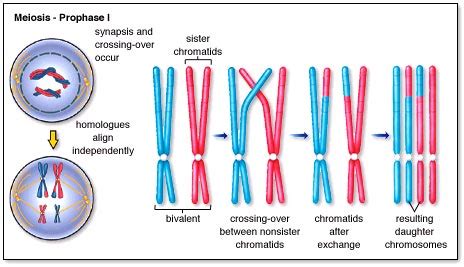 chromosome | PMG Biology