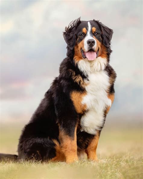 Discover Bernese Mountain Dog Puppies at Maple Creek - The Perfect Blend of Beauty and Strength