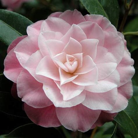 Camellia Buttons n’ Bows – pb6.5 (50/60) – Greenleaf Nurseries