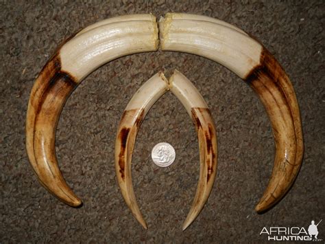 Warthog Tusks | AfricaHunting.com