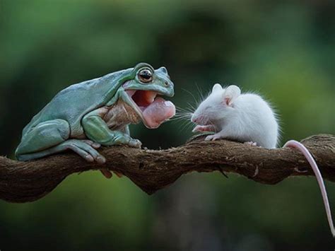 Frog did not eat mouse | From foes to friends: When a frog decided not to have mouse for meal ...