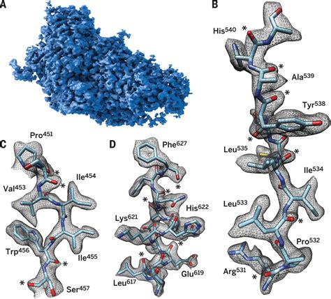 2.2 Å resolution cryo-EM structure of β-galactosidase in complex with a cell-permeant inhibitor ...