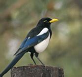 Yellow-billed Magpie | Wildlife Genomics & Disease Ecology