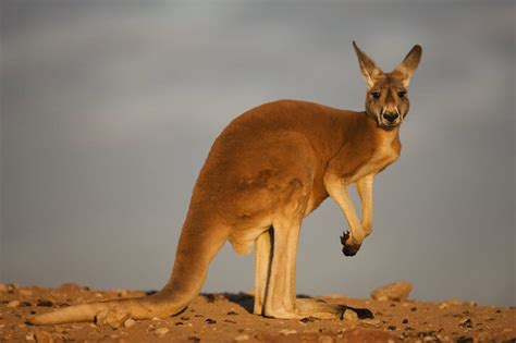 Red Kangaroo: Australia's largest native land mammal #amoty2022