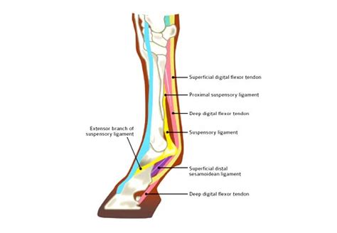 Suspensory Ligament Horse Rehabilitation - Benefits Of Treadmills & Spas