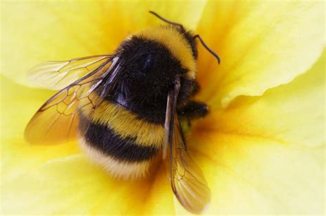 The Yellow Bumble Bee or Golden Northern Bumble Bee (Bombus fervidus) is a species of bumblebee ...