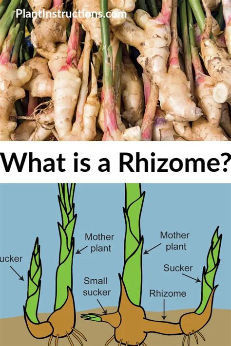 What is a Rhizome? - Plant Instructions