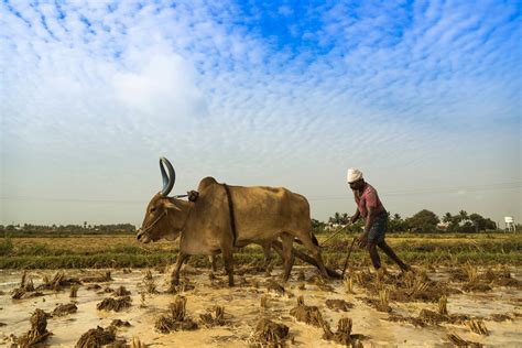 Running Dry: Seeking Solutions to South Asia’s Looming Water Crisis - Yale E360