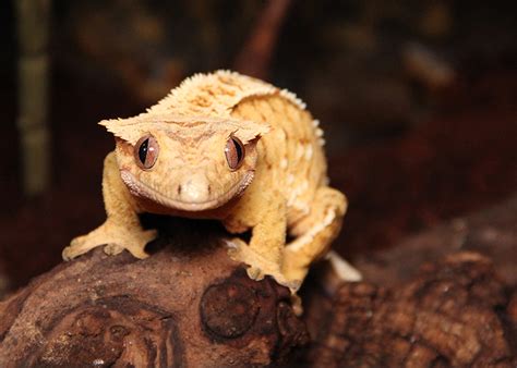 Crested Gecko - Mischief Smiling by beegearama on DeviantArt