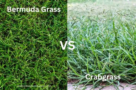 Bermuda Grass vs. Crabgrass: Identification & Differences (With ...