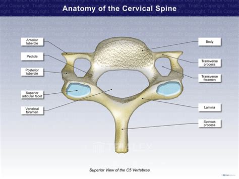 Anatomy of the Cervical Spine (Superior View) - TrialQuest Inc.