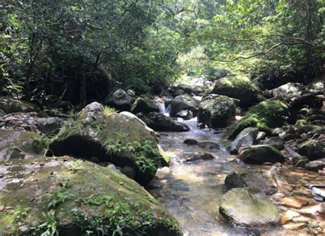 Typical habitat of Asian Small-clawed Otter Aonyx cinereus in ...