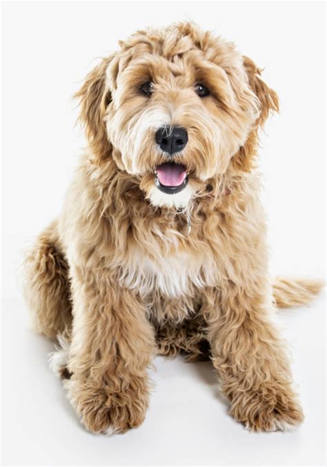 Labradoodle Dog Breed Information Purina | atelier-yuwa.ciao.jp