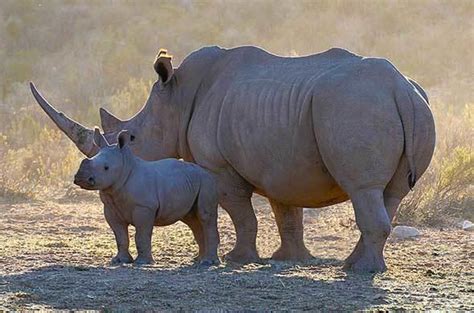 Natural Beauty and Wildlife of Kruger National Park