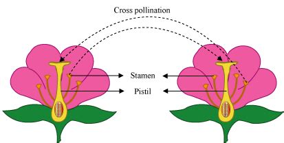 Self-pollination, cross-pollination - Biology Notes for IGCSE 2014