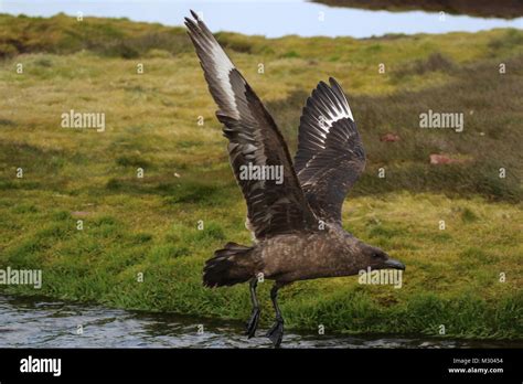 South Georgia birds Stock Photo - Alamy