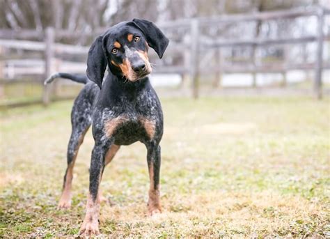 When And Why Do Coonhounds Start Howling