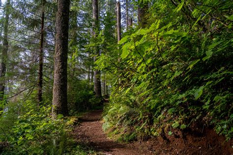 The Incredible Saddle Mountain Trail: Complete Trail Guide