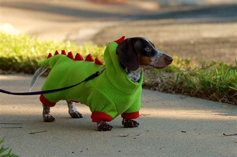 Havoc's first Halloween costume.https://ift.tt/2Q9sciI | Dachshund halloween costumes, First ...