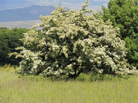 Flowering Hawthorn Flourishing · Free photo on Pixabay