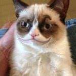 happy cat Meme Generator - Imgflip