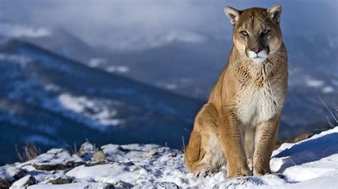 Mountain Lion - Cougar HD Wallpapers | HDWalle