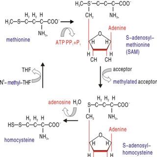 Role of methionine for synthesis of cysteine | Download Scientific Diagram