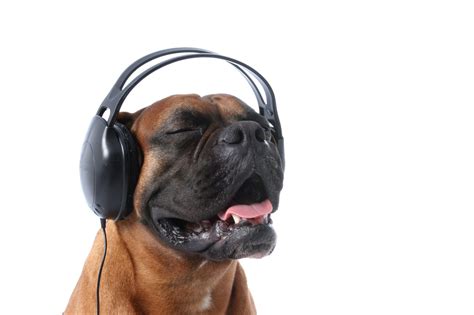 Does Music Help Dogs With Anxiety? - Parkway Veterinary Emergency Clinic