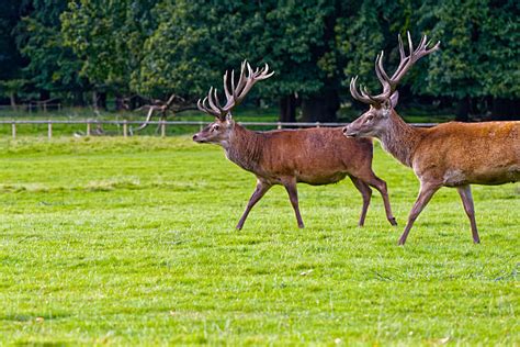 40+ Hangul Deer Stock Photos, Pictures & Royalty-Free Images - iStock