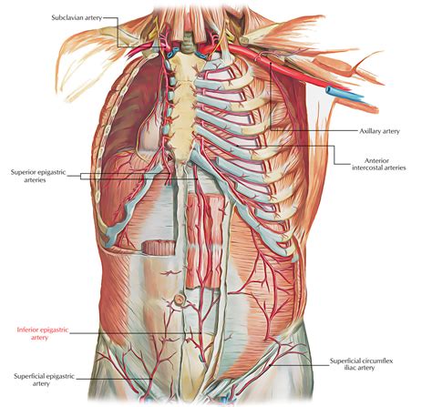 Inferior Epigastric Artery – Earth's Lab