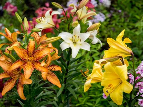 Growing Lilies From Bulbs: How To Care For Lily Flowers