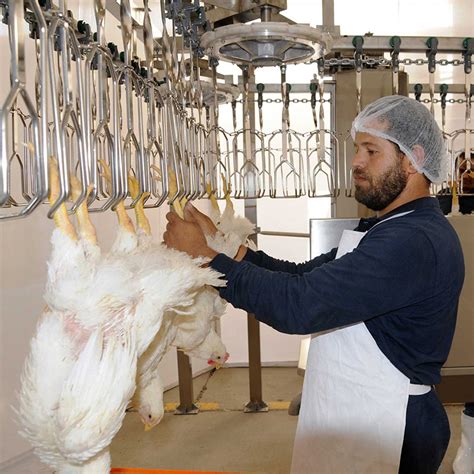 Supply Poultry Slaughter-poultry Slaughtering Equipment Factory Quotes ...