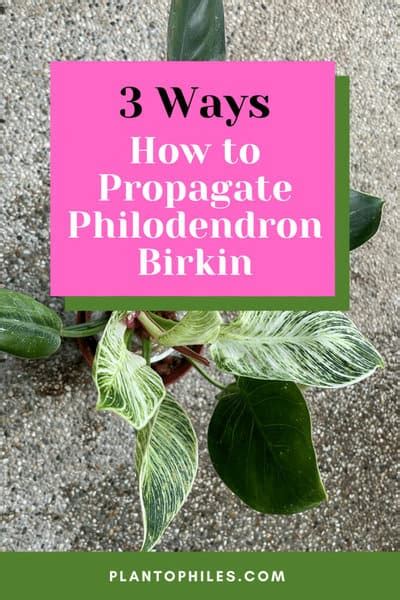 3 Best Ways How to Propagate Philodendron Birkin