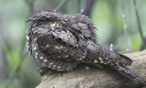 Eastern Whip-poor-will - | Birds of North America Online | Endangered ...