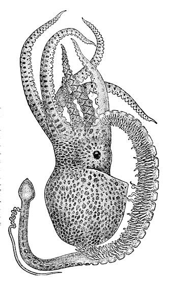 Octopus - Wikipedia